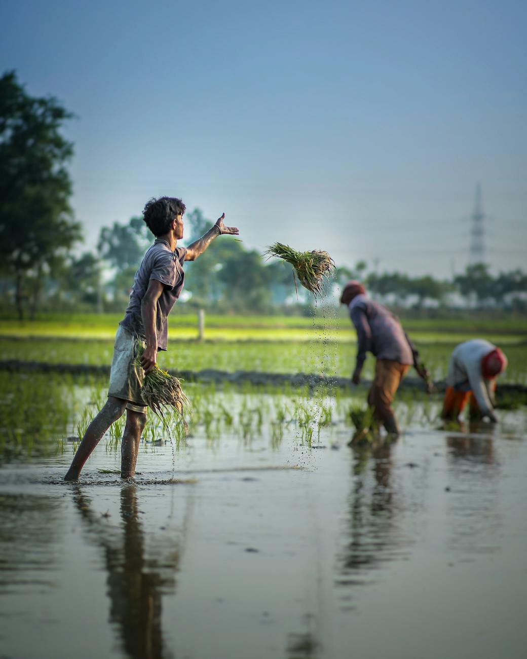 ethnic man cultivating green crops growing in flooded fields